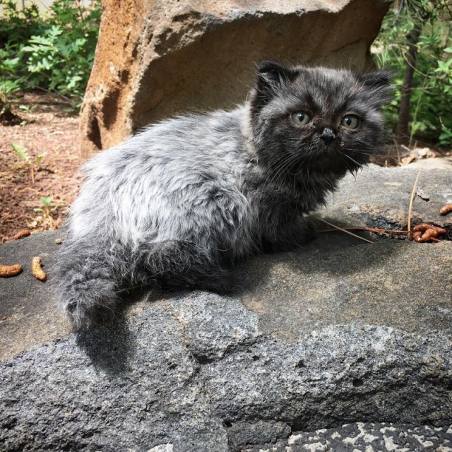 В лесу нашли необычного котенка-карлика