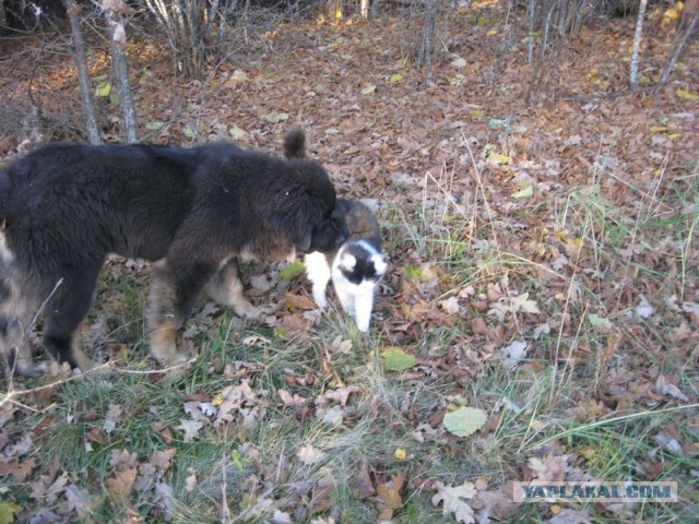 Жизнь домашнего приюта для котеек 241