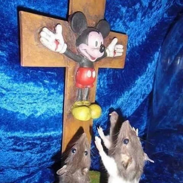 12205353.jpg