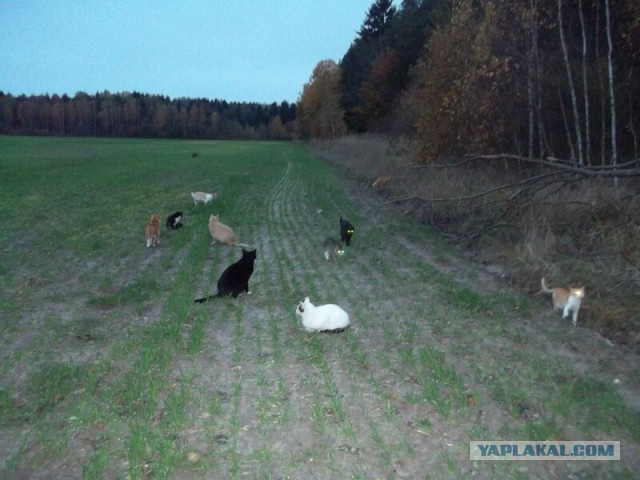 Жизнь домашнего приюта для котеек 32