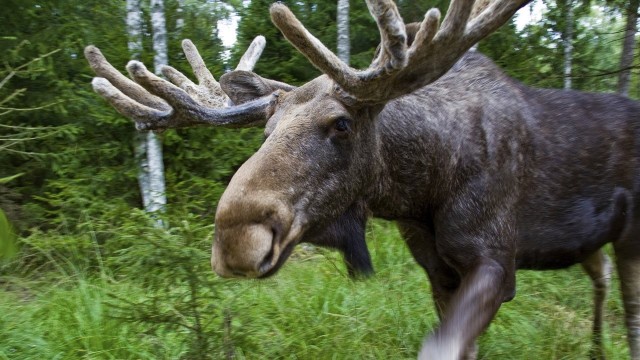 Почему человек до сих пор не одомашнил лося?