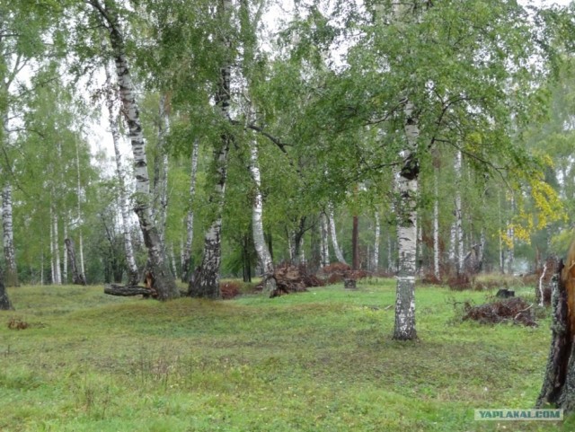 Поиск вырубленной березовой рощи в Плесе