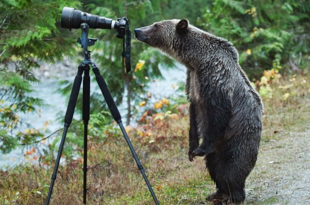 Дикие компаньоны фотографа-натуралиста