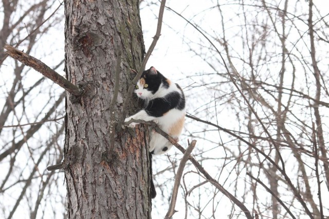 Коты и Кошки