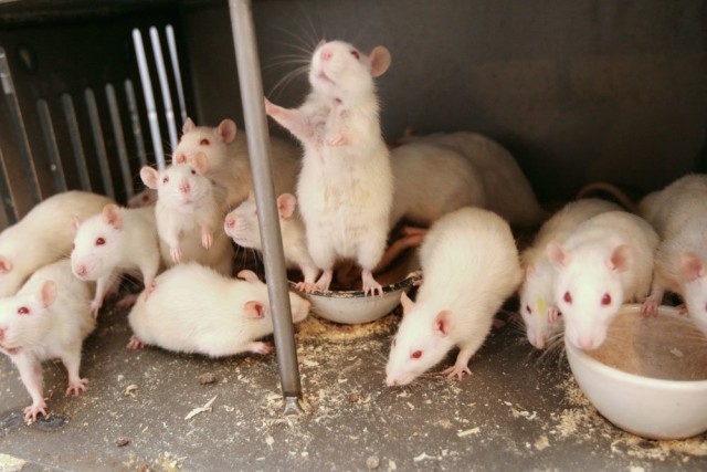 Пенсионерка из Подмосковья развела в своей квартире более 600 крыс