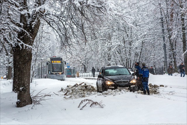 Олень дня