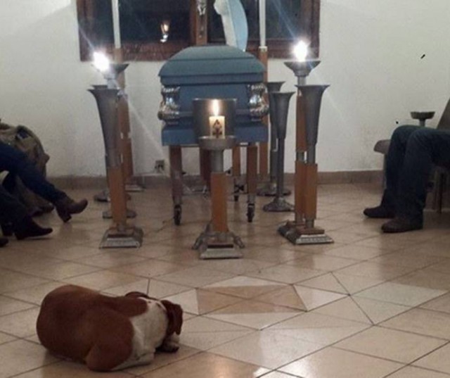 Бродячие собаки пришли на похороны женщины