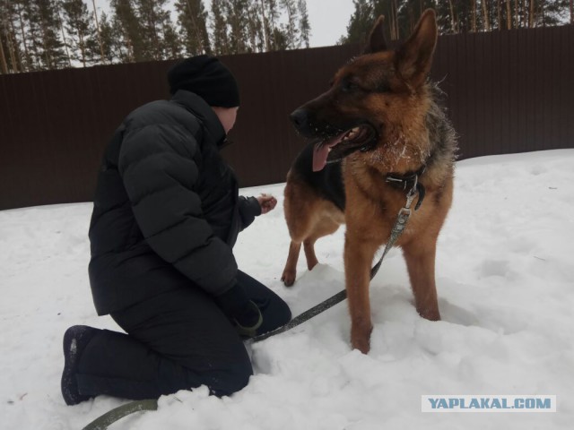 Выпускники приюта для собак