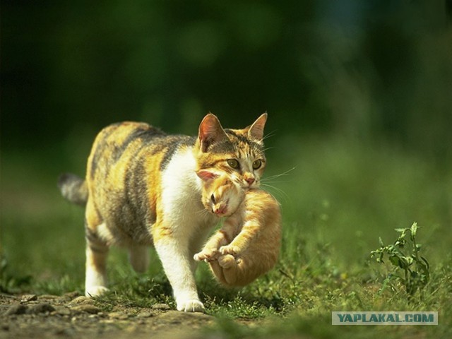 Как отключить котенка без вреда для его здоровья