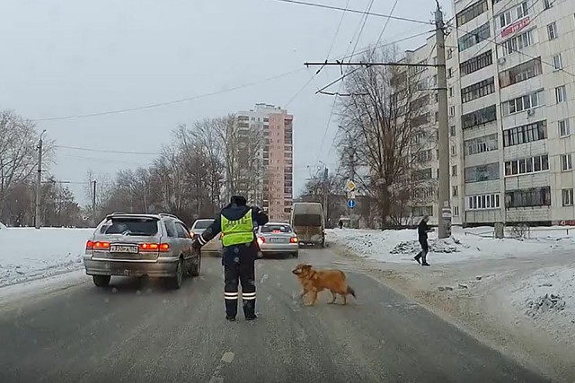 Челябинский инспектор ДПС, остановивший машины из-за хромого пса, до этого спас жизнь девушке