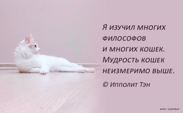 Кошачий ангел