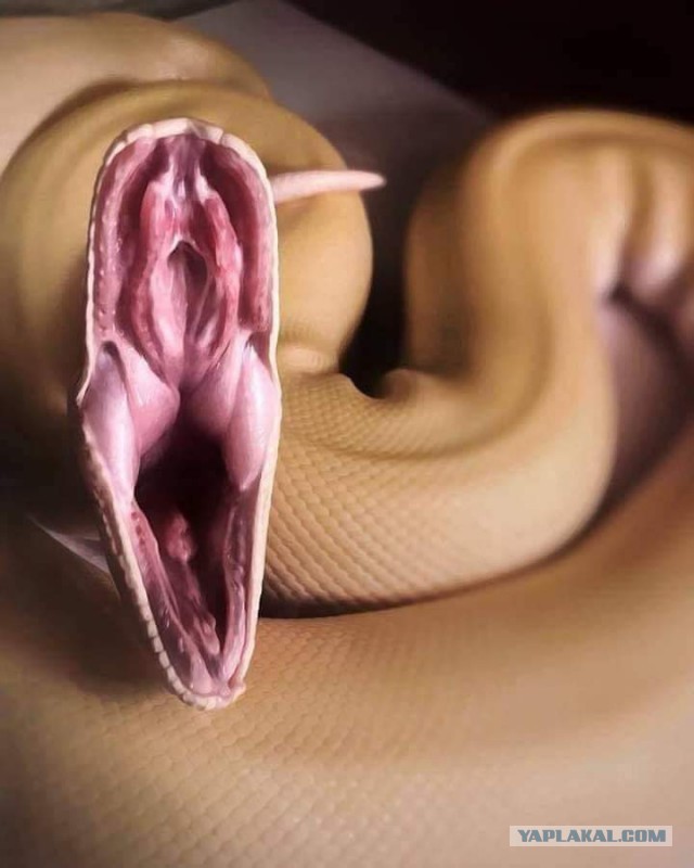 Жительница Туниса нарядилась в чулки в виде змей и легла на кровать ждать мужа.
