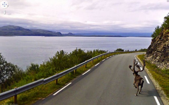 Google Street View показал топ-10 животных, случайно попавших в кадр