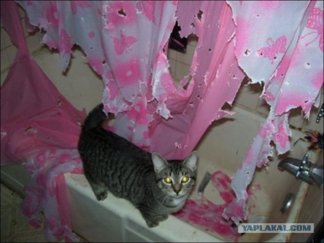 Кот, вцепившийся в занавеску, не желая принимать ванну, прославился в Китае