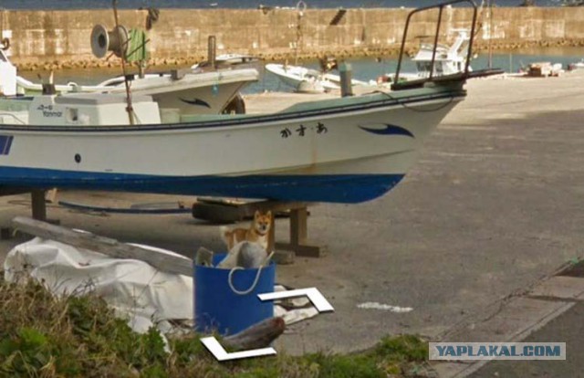 Собака — друг Google Street View