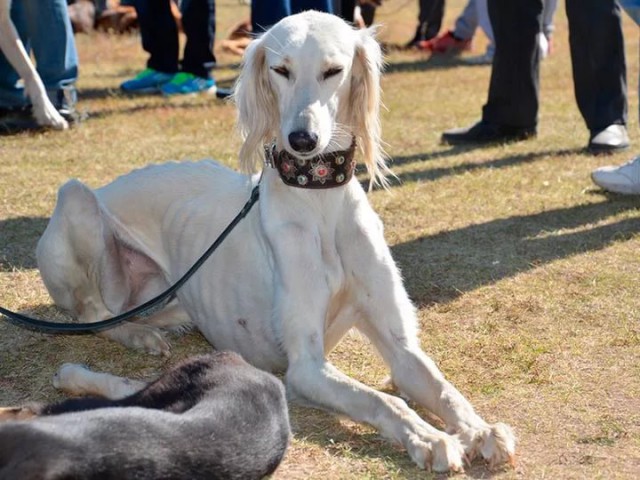Борзая  просто унижает другие породы собак  в парке для прогулок