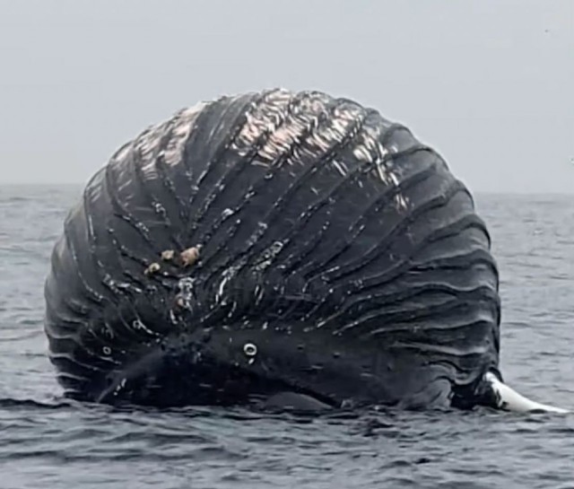 Норвежский рыбак сообщил, что нашел в море воздушный шар. Выяснилось, что так раздуло мёртвого кита