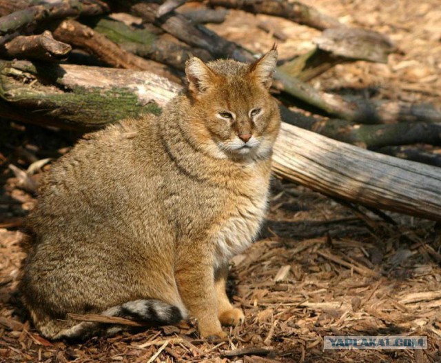 В Приморье удалось выходить дикого лесного кота, подкинутого браконьерами