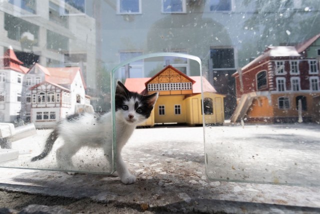 В Свиблово оборудовали домики для котиков