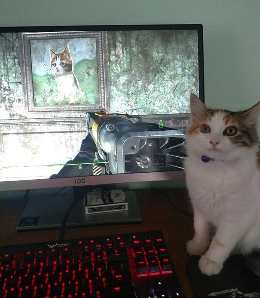 Во время игры в Fallout 4 нашёл своего котика