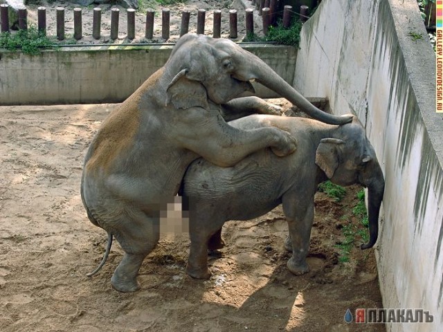 СЛОНЫ. Фотографии слонов, прикольные слоны!