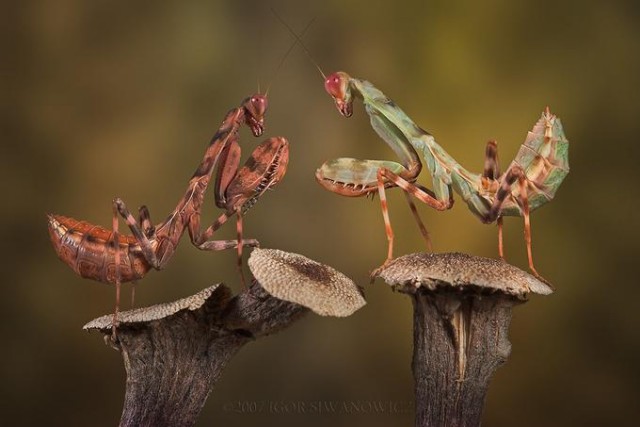 Фотографии Игоря Севановича