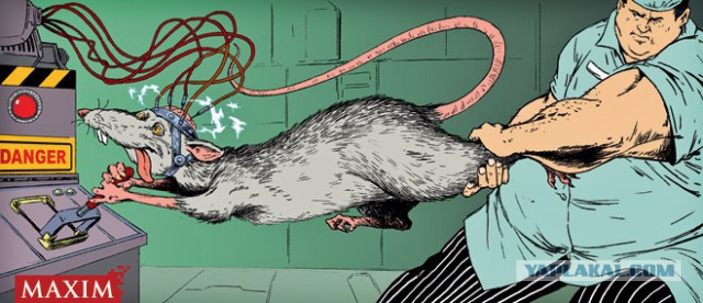 10 опытов человека над крысами