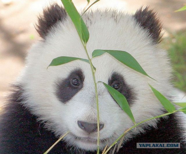 Как выращивают панд в провинции Сычуань