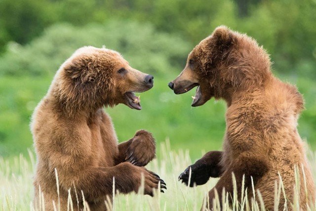 Пеший ястреб и медведи: 10 забавных кадров Comedy Wildlife Photography Awards