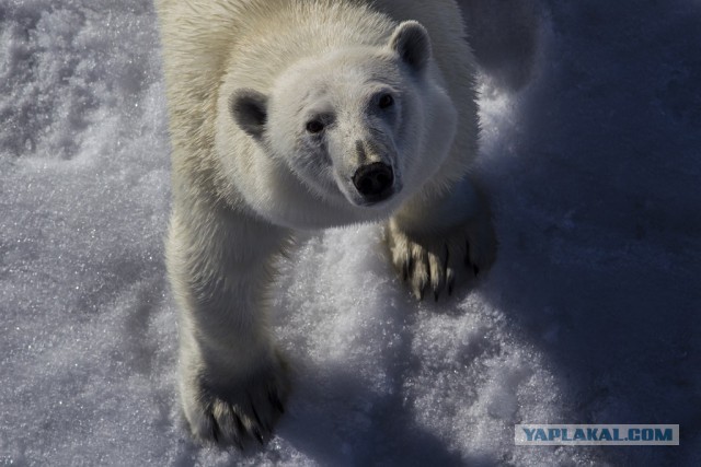 Белые медведи, осаждающие метеостанцию в Арктике, взломали окна склада
