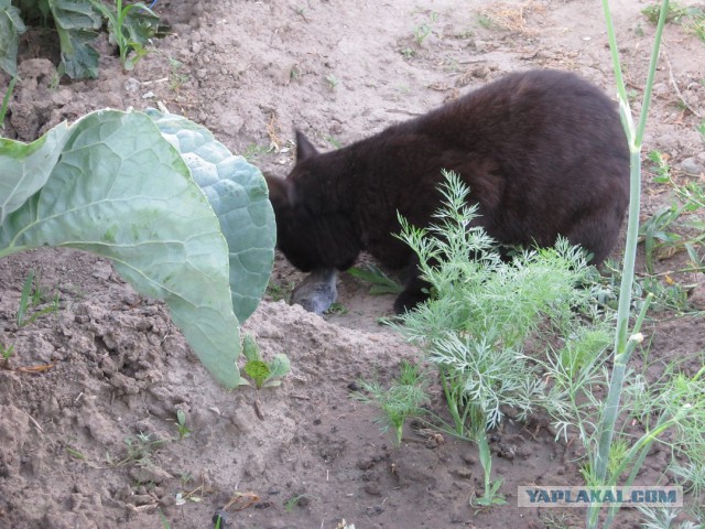 Где ночуют черные коты