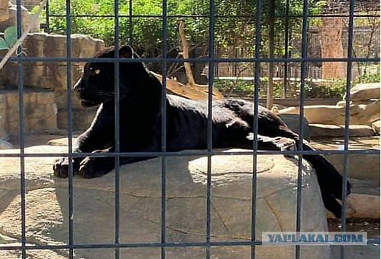 Пантера ранила американку, забравшуюся в её вольер для селфи