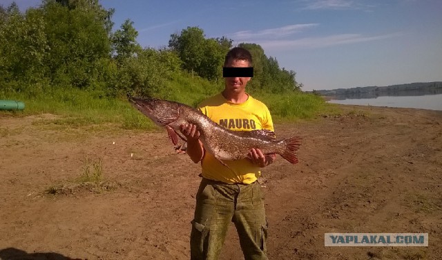 В Выборгском районе Ленинградской области мужчина выловил гигантскую щуку