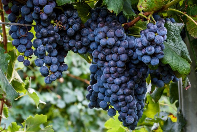 Почему виноград "Изабелла" запрещён в большинстве стран