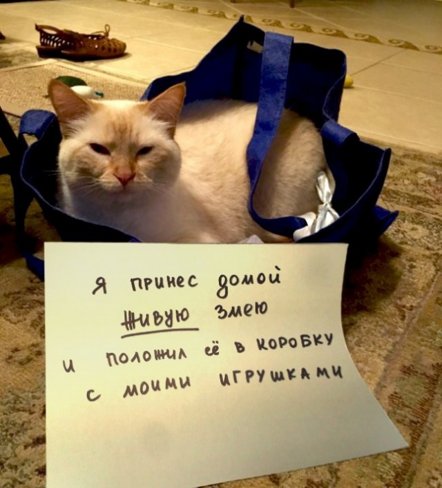 Котовторник. Понять и простить.