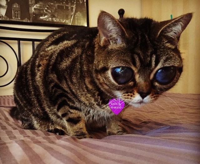 Кошки - это глаза и уши инопланетян