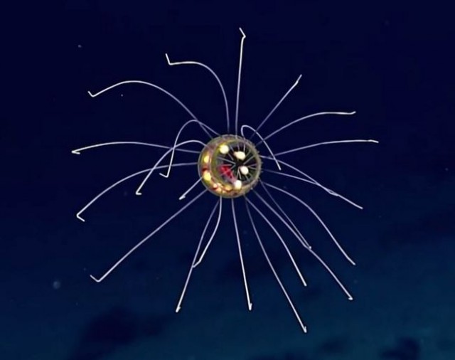 Причудливых медуз обнаружили в глубинах марианской впадины
