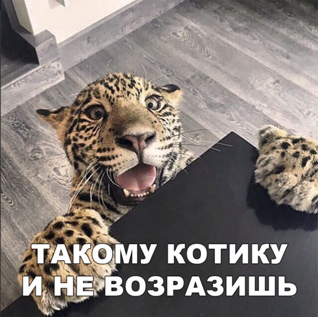 Дикий котовторник