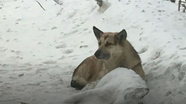 На трассе в Башкирии пес не покидает погибшую подругу-дворняжку