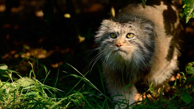 Дикий котовторник 11.06.19