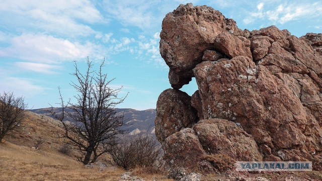 Я вырасту и выклюю вам мозг.