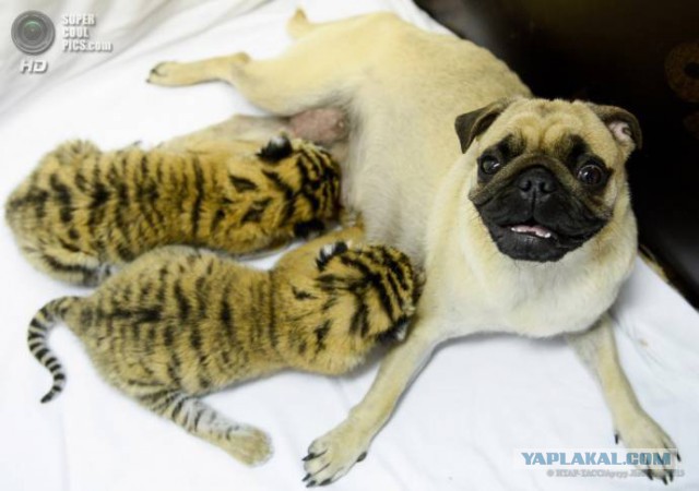 Новорожденные тигры невероятно малы