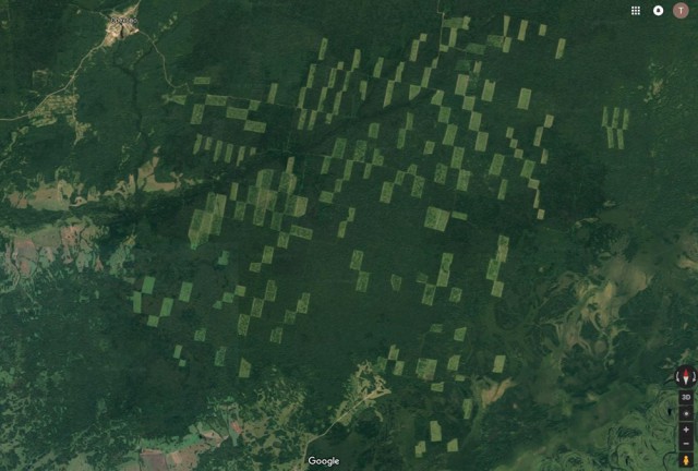 Китайская фирма арендовала 137 тысяч га томского леса на 49 лет