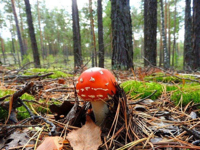 Осень, лес, грибы ... и не только ...