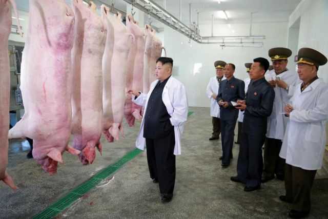 Счастливого Ким Чен Ына запечатлели на фото со свиньями