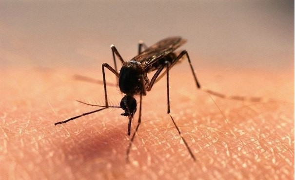 12 методов избавления от комаров.