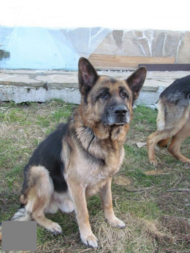 Хозяева нашли свою собаку спустя 7 лет
