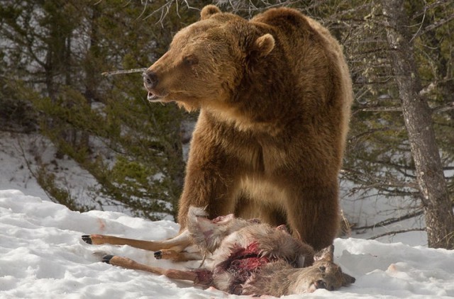 Турист заснял кровавую схватку гризли со стаей волков