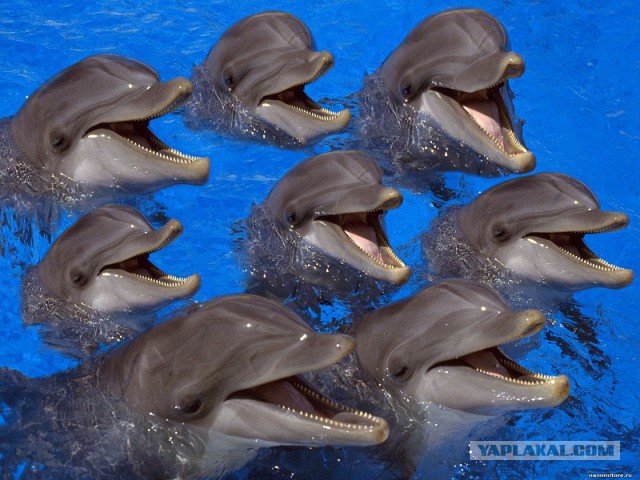 А дельфины умные...