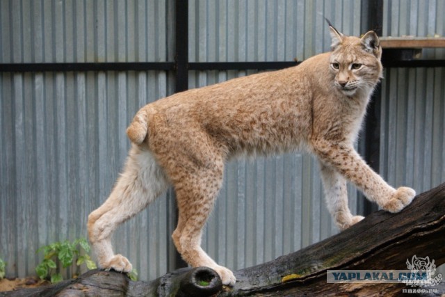 Кошка на пешеходном переходе